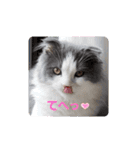とろろ グレー×ホワイトのスコ猫（個別スタンプ：29）