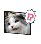とろろ グレー×ホワイトのスコ猫（個別スタンプ：30）