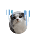 とろろ グレー×ホワイトのスコ猫（個別スタンプ：31）
