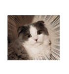 とろろ グレー×ホワイトのスコ猫（個別スタンプ：32）