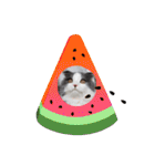 とろろ グレー×ホワイトのスコ猫（個別スタンプ：34）