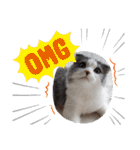 とろろ グレー×ホワイトのスコ猫（個別スタンプ：35）