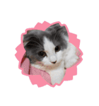とろろ グレー×ホワイトのスコ猫（個別スタンプ：37）