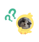 とろろ グレー×ホワイトのスコ猫（個別スタンプ：38）