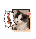 とろろ グレー×ホワイトのスコ猫（個別スタンプ：39）