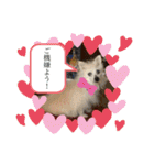女帝様の日常〜使いやすい編〜（個別スタンプ：3）