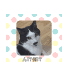 猫ちゃんたちの癒しスタンプ（個別スタンプ：2）