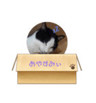 猫ちゃんたちの癒しスタンプ（個別スタンプ：4）