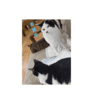 猫ちゃんたちの癒しスタンプ（個別スタンプ：5）