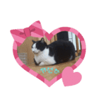 猫ちゃんたちの癒しスタンプ（個別スタンプ：6）
