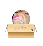 猫ちゃんたちの癒しスタンプ（個別スタンプ：7）