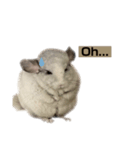 chinchilla English Ver.（個別スタンプ：1）