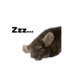 chinchilla English Ver.（個別スタンプ：2）