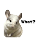 chinchilla English Ver.（個別スタンプ：3）