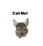 chinchilla English Ver.（個別スタンプ：4）