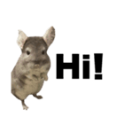 chinchilla English Ver.（個別スタンプ：5）
