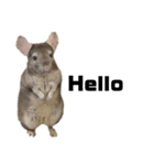 chinchilla English Ver.（個別スタンプ：6）
