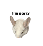 chinchilla English Ver.（個別スタンプ：7）