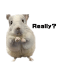 chinchilla English Ver.（個別スタンプ：8）