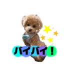 トイプードルの虎太郎くん（個別スタンプ：1）