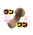 トイプードルの虎太郎くん（個別スタンプ：2）