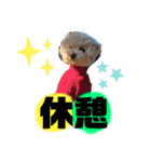 トイプードルの虎太郎くん（個別スタンプ：3）