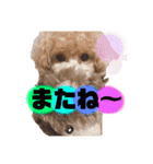 トイプードルの虎太郎くん（個別スタンプ：4）