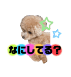 トイプードルの虎太郎くん（個別スタンプ：7）
