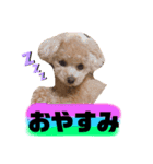 トイプードルの虎太郎くん（個別スタンプ：8）