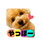 トイプードルの虎太郎くん（個別スタンプ：9）