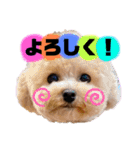 トイプードルの虎太郎くん（個別スタンプ：10）
