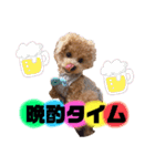 トイプードルの虎太郎くん（個別スタンプ：11）