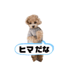トイプードルの虎太郎くん（個別スタンプ：12）