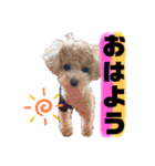 トイプードルの虎太郎くん（個別スタンプ：13）