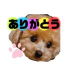 トイプードルの虎太郎くん（個別スタンプ：15）