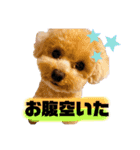 トイプードルの虎太郎くん（個別スタンプ：17）