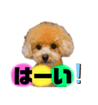 トイプードルの虎太郎くん（個別スタンプ：18）