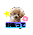 トイプードルの虎太郎くん（個別スタンプ：19）