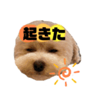 トイプードルの虎太郎くん（個別スタンプ：20）
