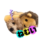 トイプードルの虎太郎くん（個別スタンプ：21）
