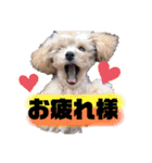 トイプードルの虎太郎くん（個別スタンプ：22）