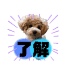 トイプードルの虎太郎くん（個別スタンプ：23）