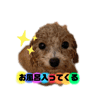 トイプードルの虎太郎くん（個別スタンプ：24）