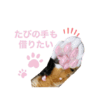 たびしスタンプ（個別スタンプ：3）