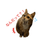 たびしスタンプ（個別スタンプ：5）