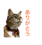 たびしスタンプ（個別スタンプ：6）