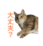 たびしスタンプ（個別スタンプ：7）
