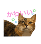 たびしスタンプ（個別スタンプ：10）