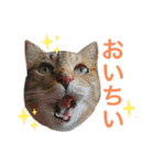 たびしスタンプ（個別スタンプ：12）
