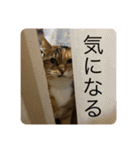 たびしスタンプ（個別スタンプ：13）